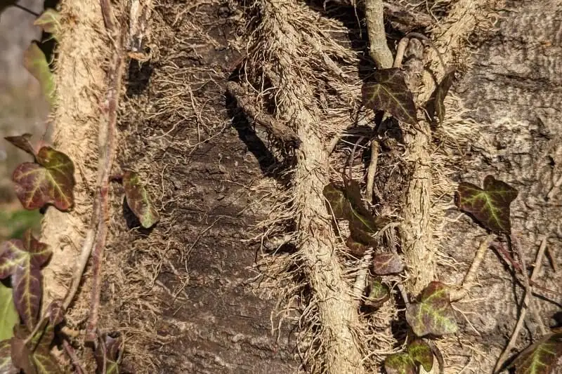 english ivy aerial rootlets on brick