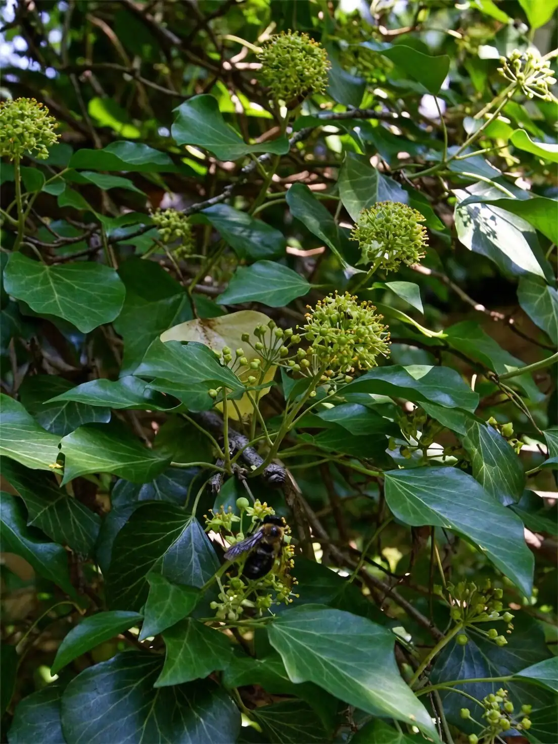 english ivy bees on flowers
