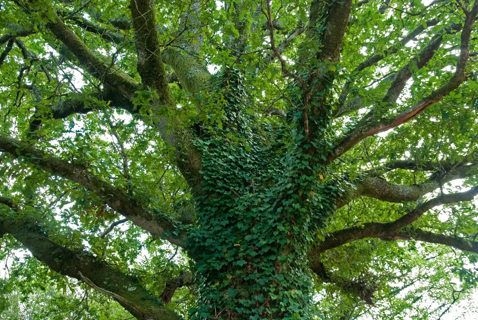 english ivy covering tree trunk canopy