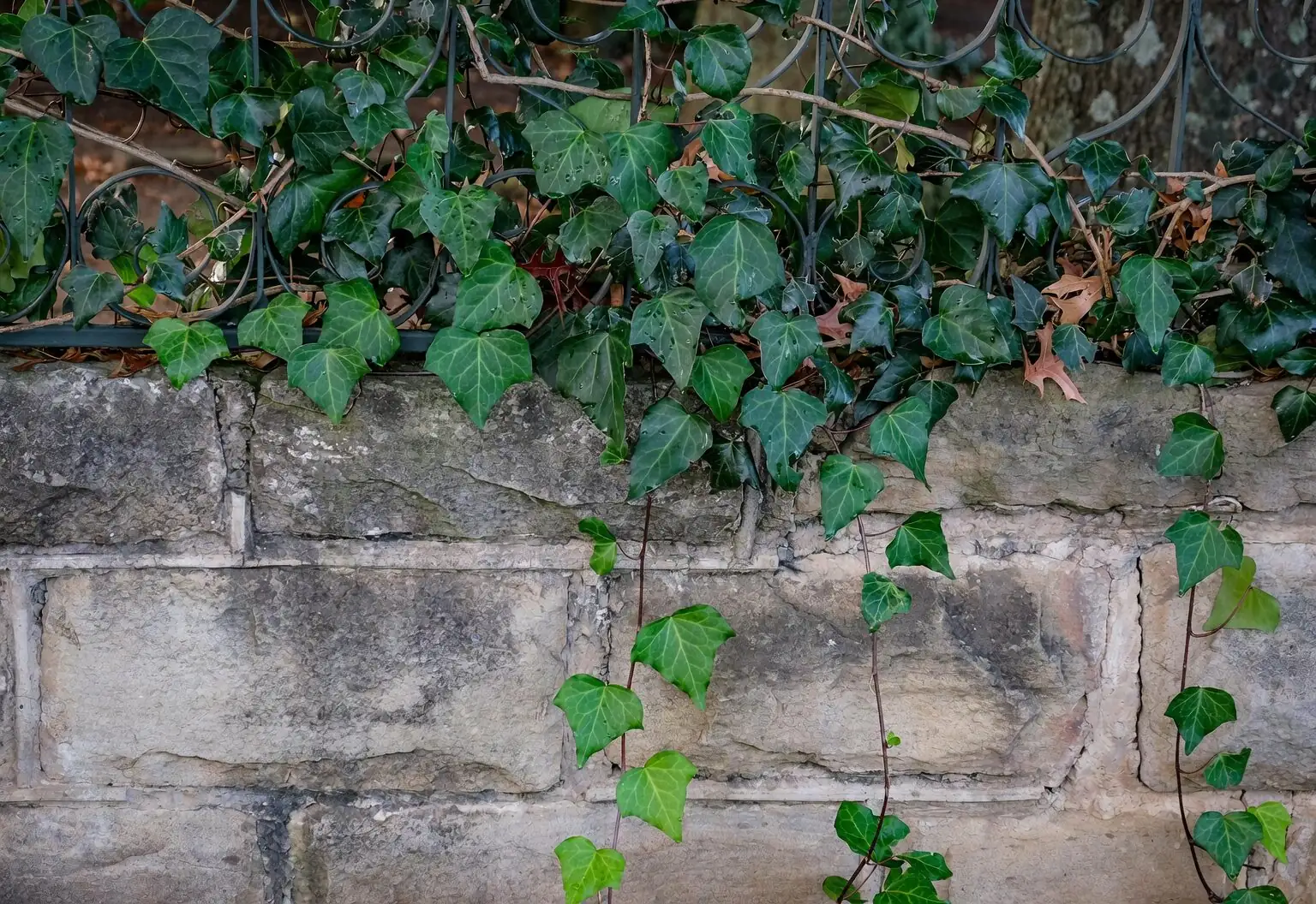 Faithful Forever: The Flower Language of Ivy—Its Origin and Cultural Meaning