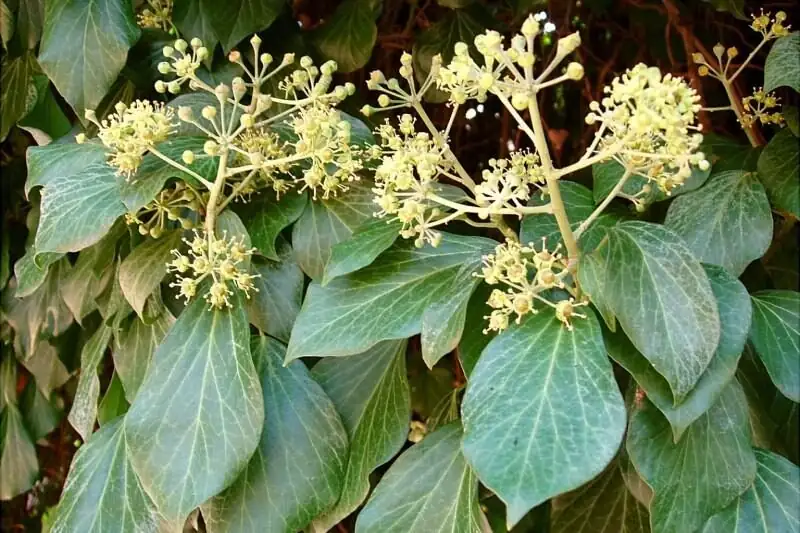 english ivy juvenile and mature leaves