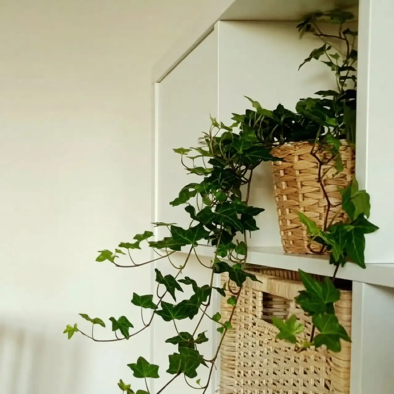 Shelf Waterfalls and Living Frames: Styling English Ivy Indoors Without the Mess