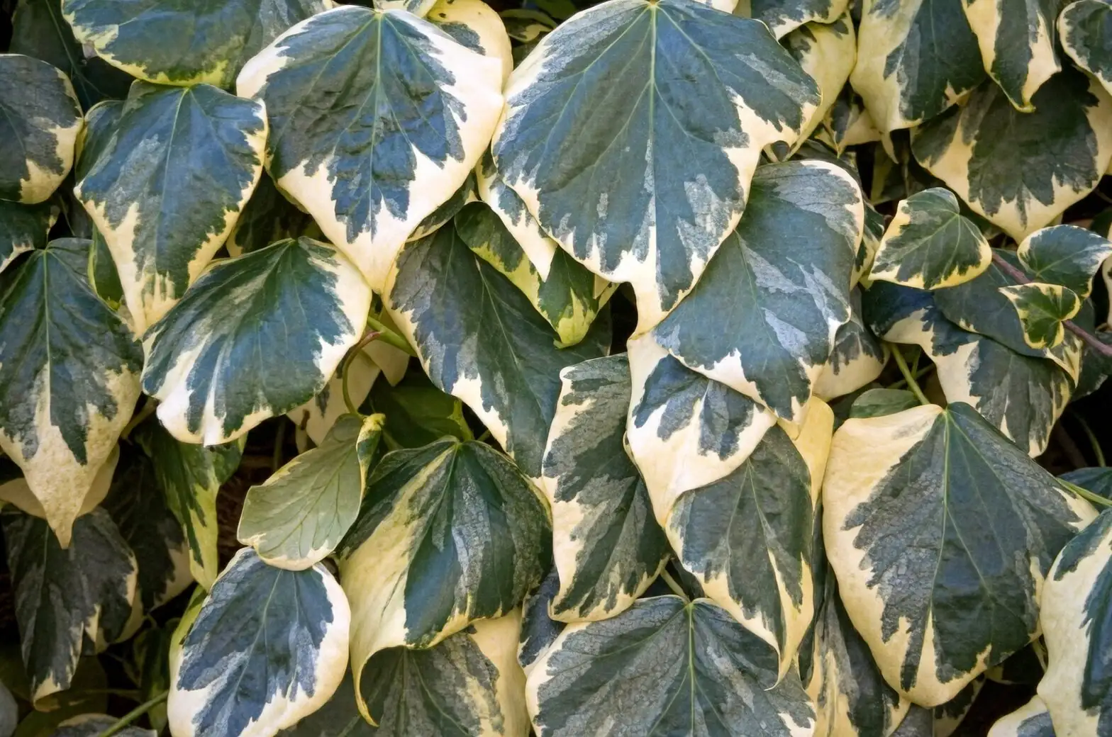 english ivy variegated leaves close-up
