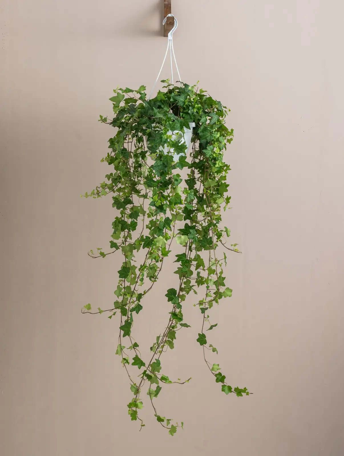 english ivy pinching tips pruning