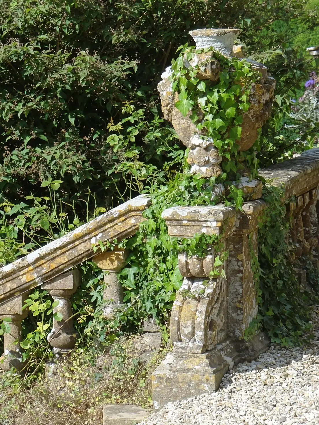 Cut, Root, Repeat: A Propagator’s Guide to Endless English Ivy