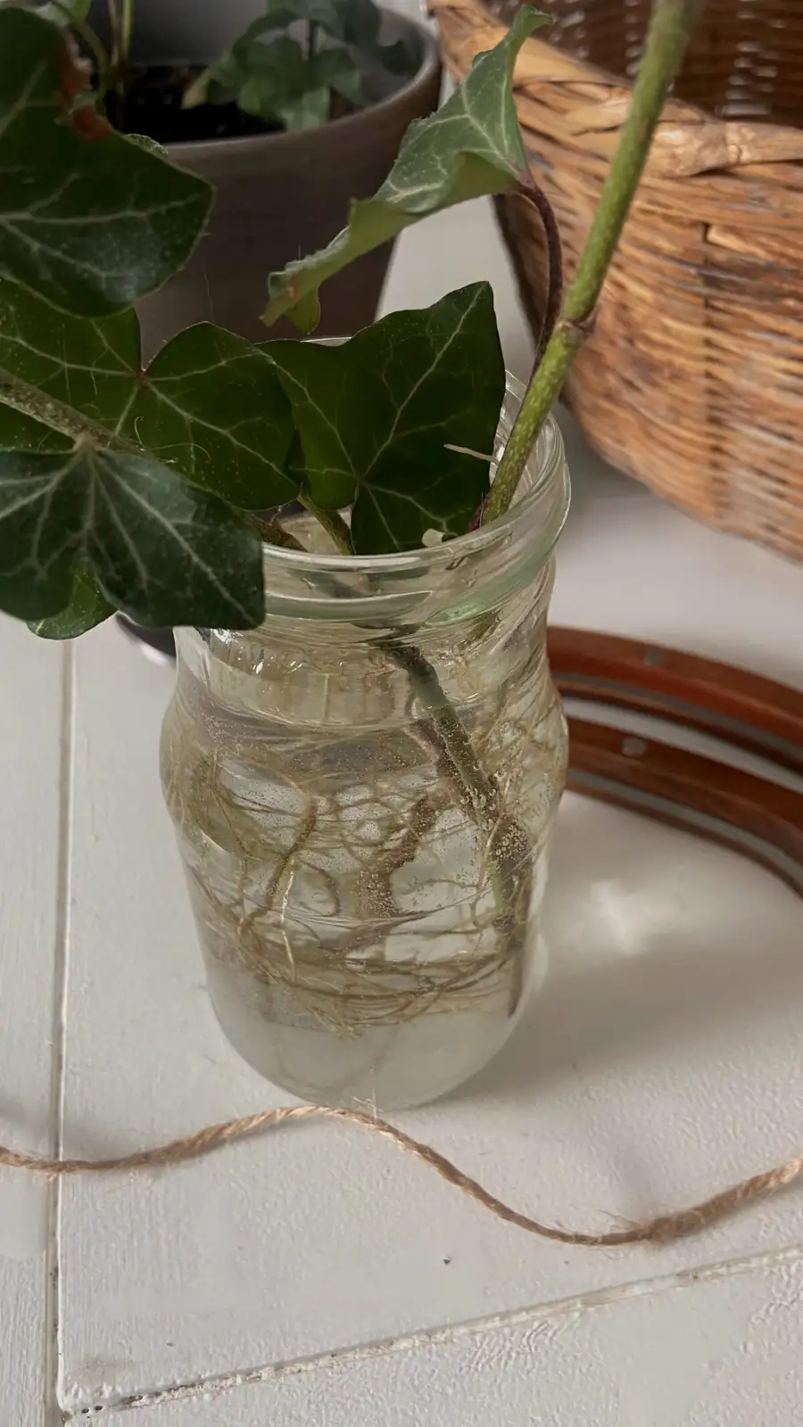 English ivy cuttings in glass jar