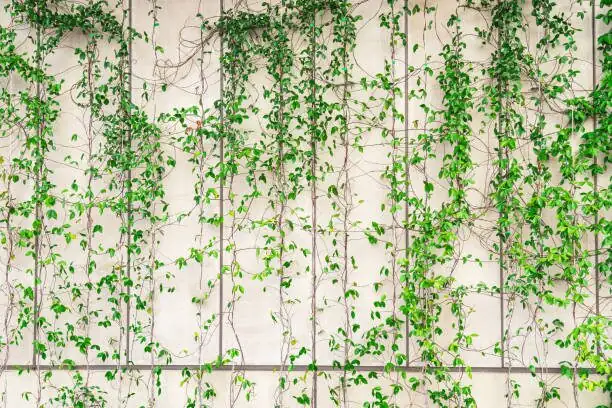 English ivy cuttings in perlite tray