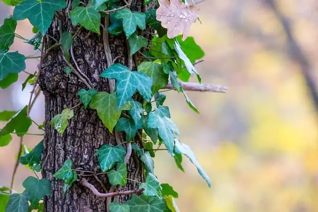 English ivy layering pinned nodes