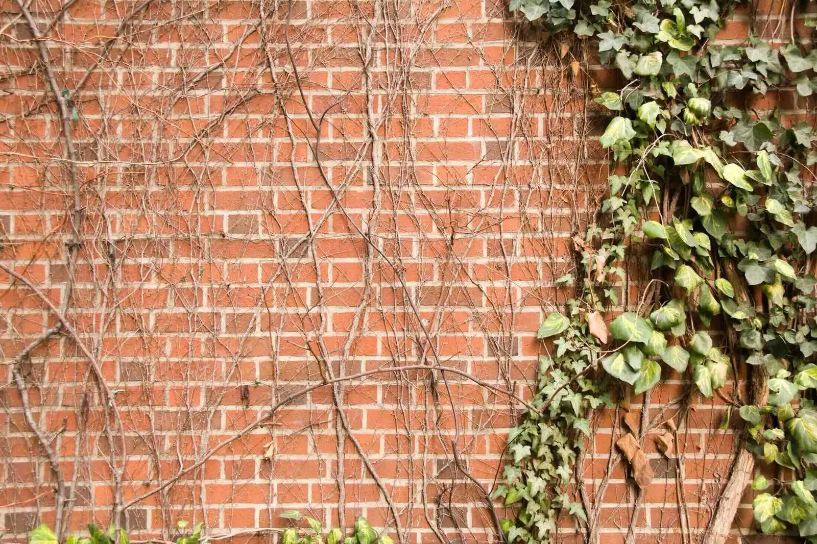 Beauty or Bully? Planting English Ivy Outdoors the Responsible Way