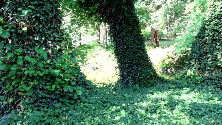 english ivy invading forest floor
