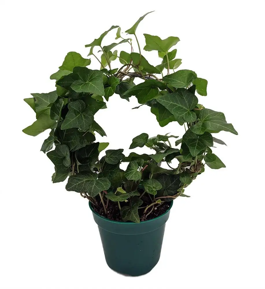 english ivy trellis in container