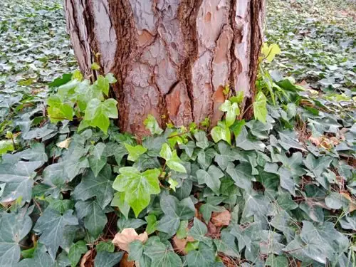 english ivy cut on tree trunk