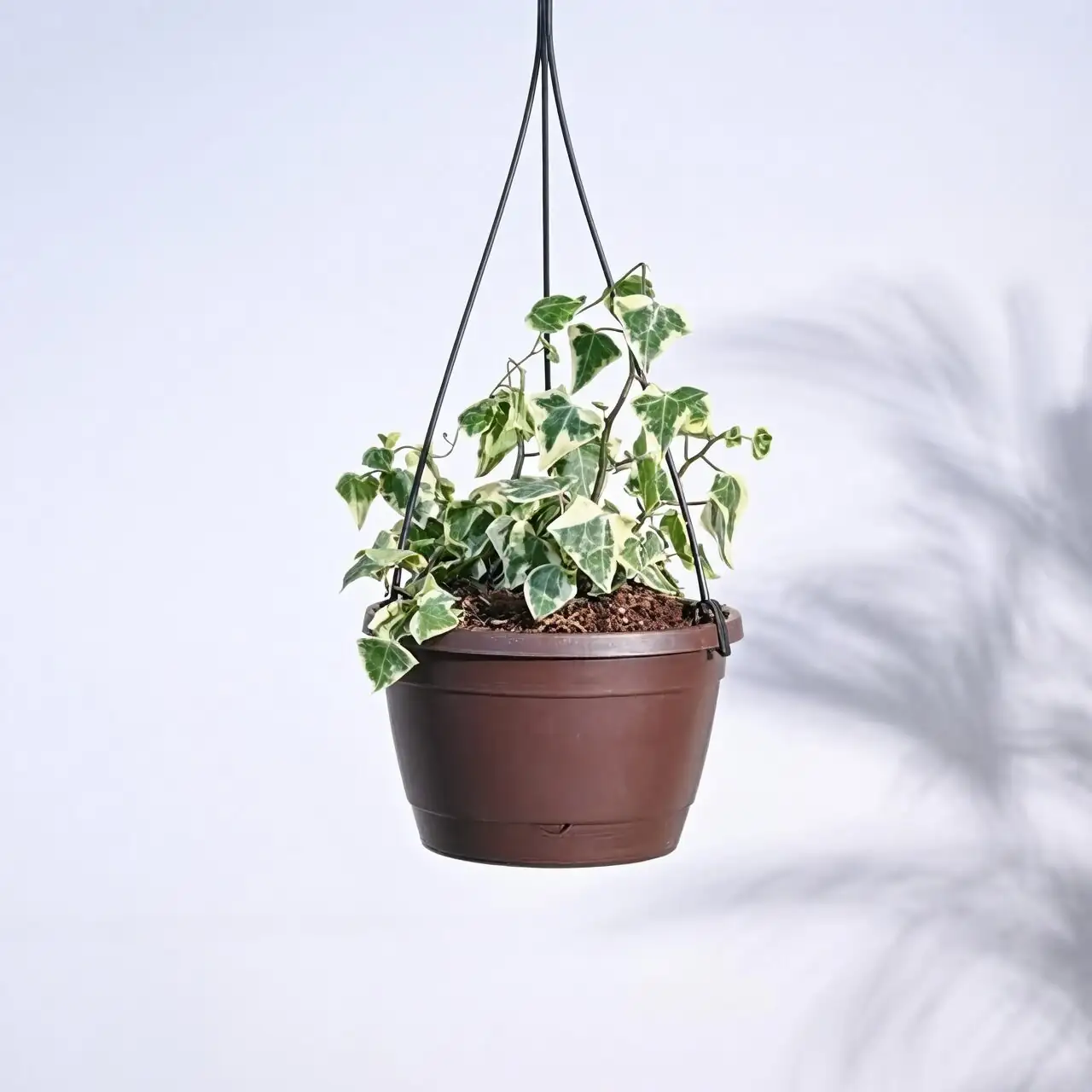 english ivy indoor hanging pot