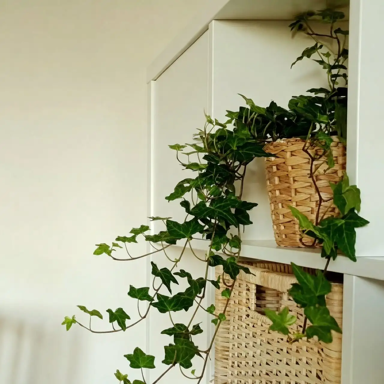 Pretty, But Not Pet‑Safe: What to Know Before Bringing Ivy Home