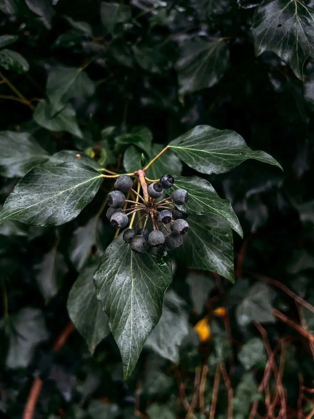 english ivy berries and leaves close-up