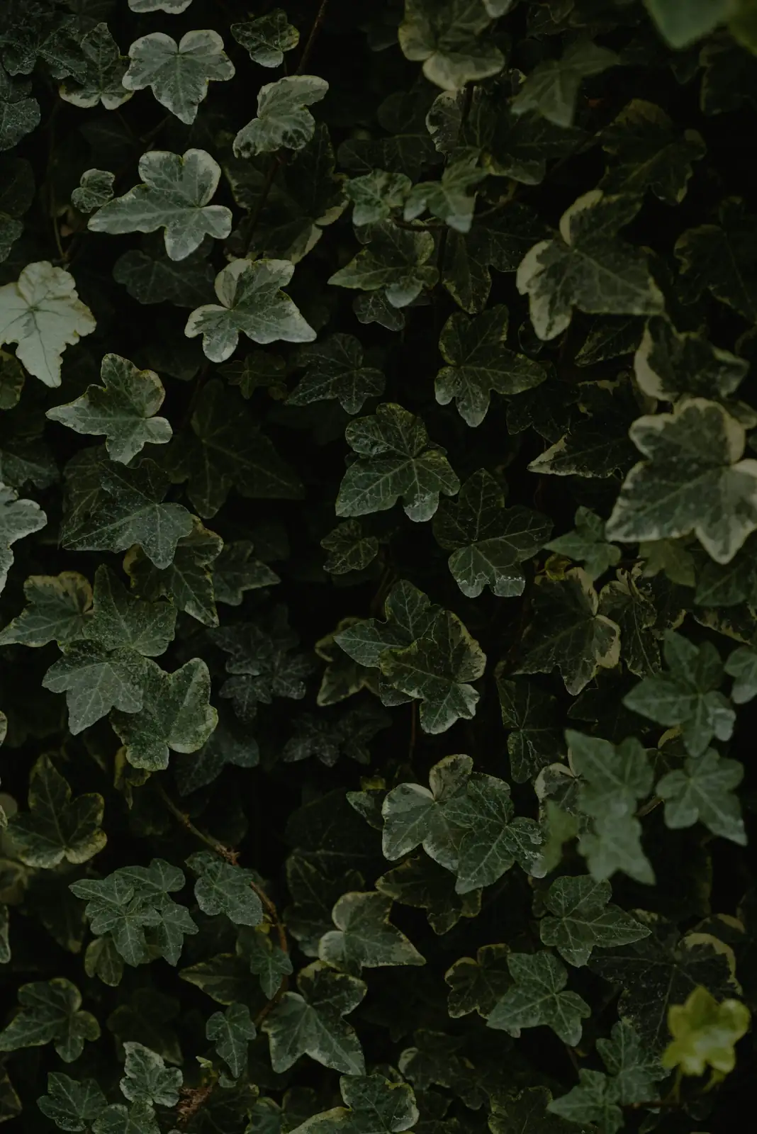 english ivy cat sniffing leaves