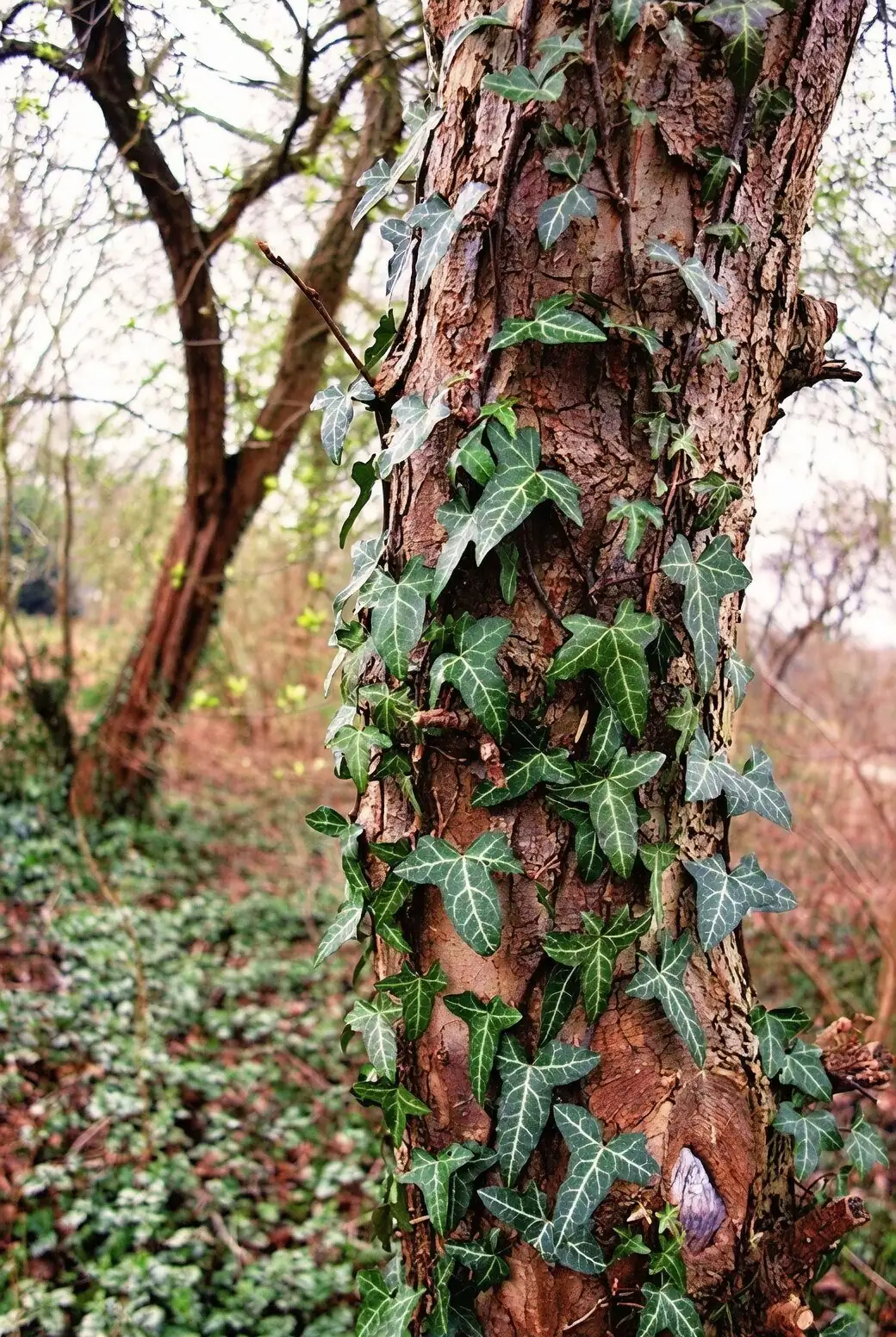 english ivy indoor trellis training