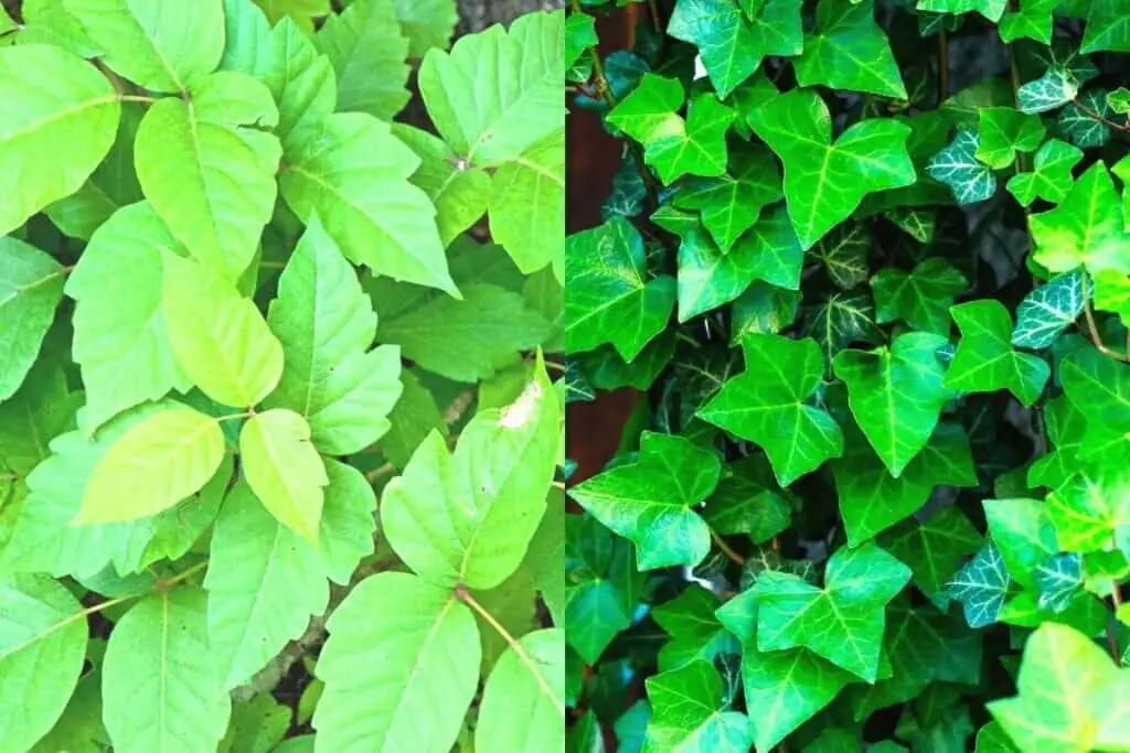 english ivy vs poison ivy leaves