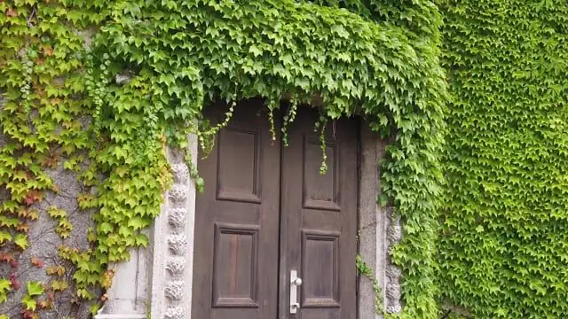 Cooler Summers, Quieter Streets: Do Ivy‑Covered Walls Really Work?