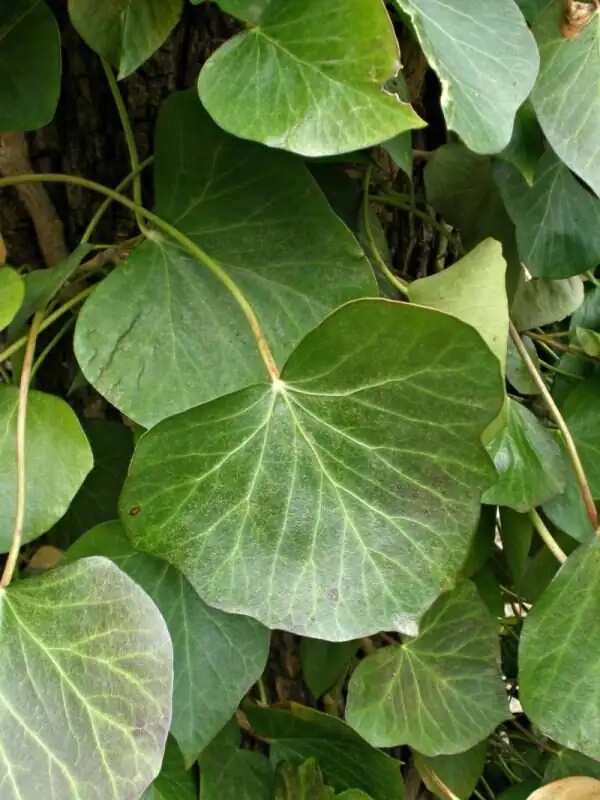 English ivy juvenile mature leaves close-up