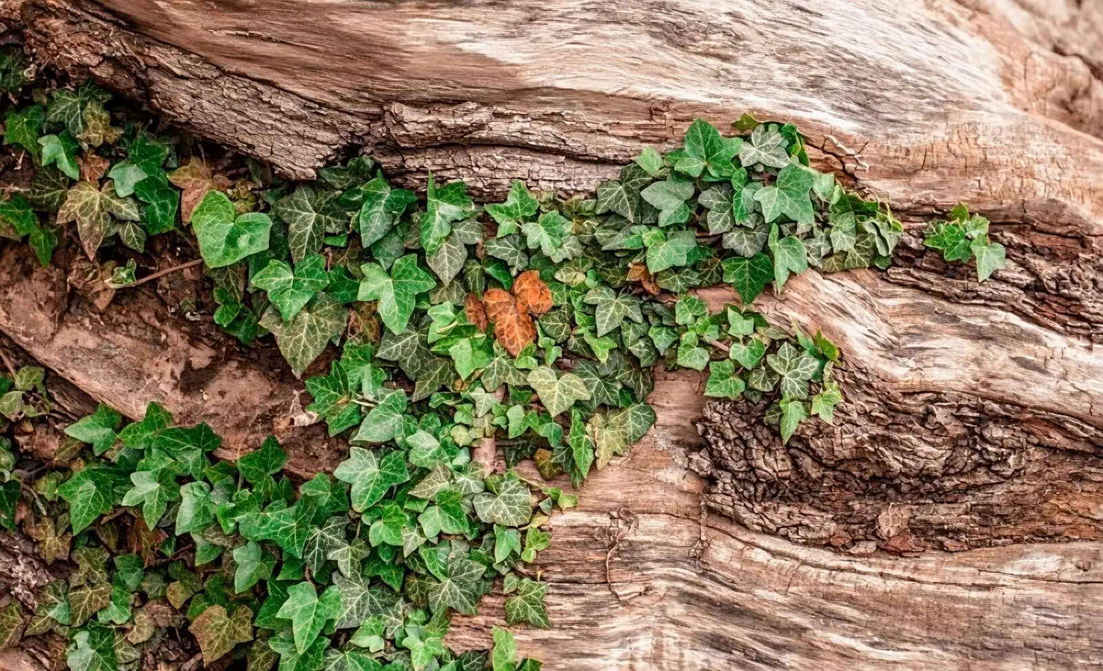 English ivy roots in mortar