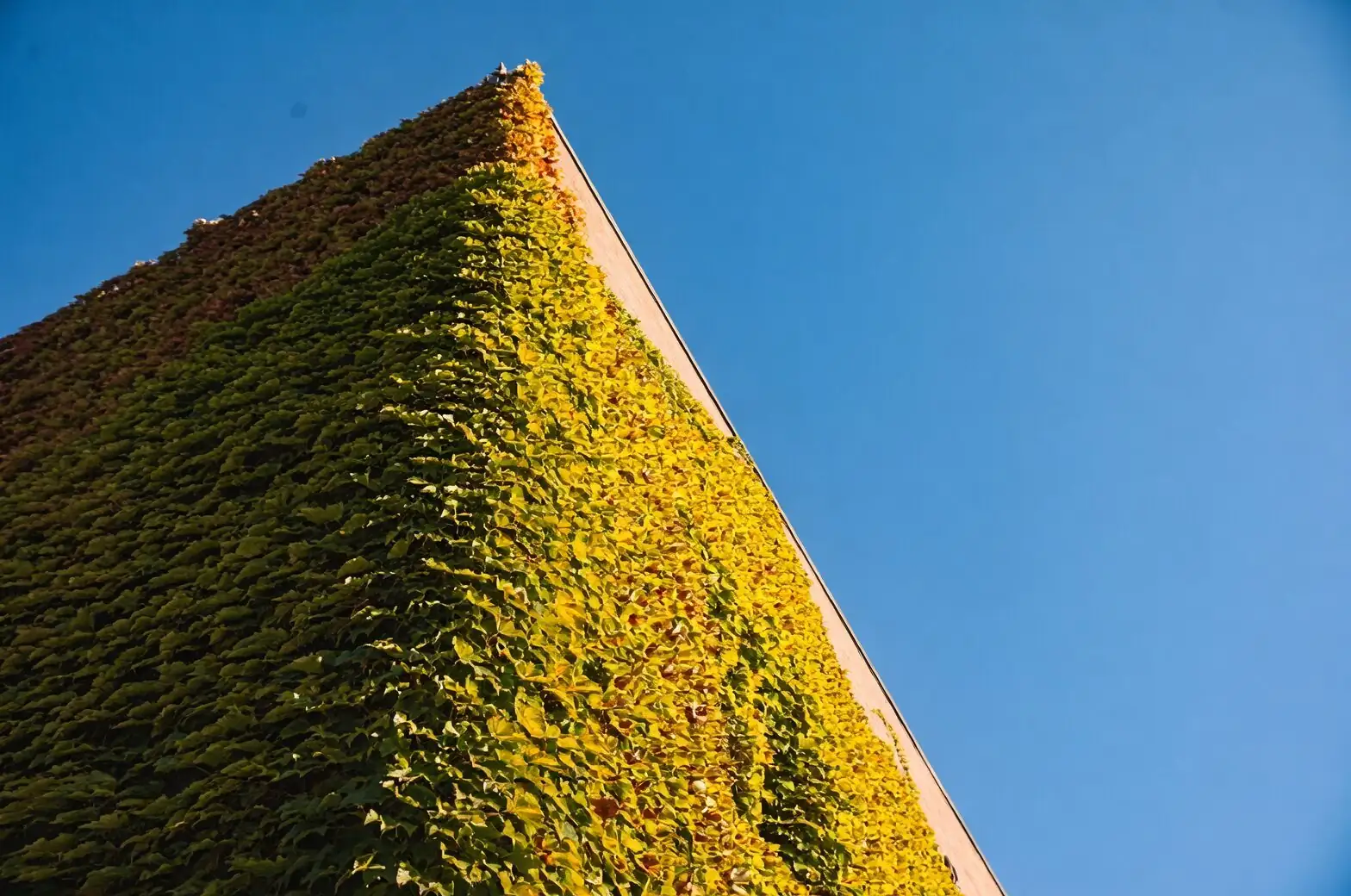 English ivy trellis cable facade