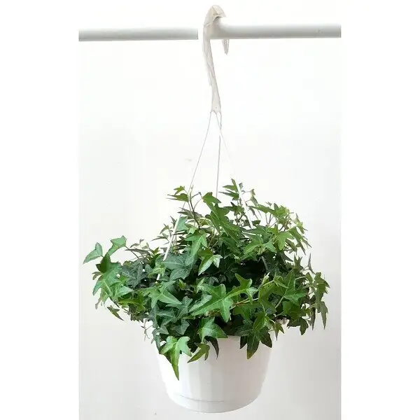 Houseplant Hype Check: Can English Ivy Really Clean Your Air?