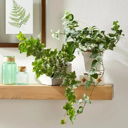 english ivy on bookshelf living room