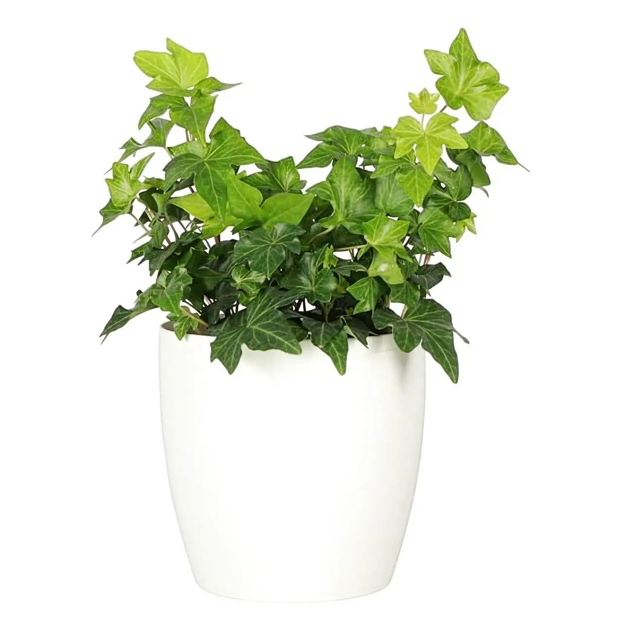 english ivy with HEPA air purifier