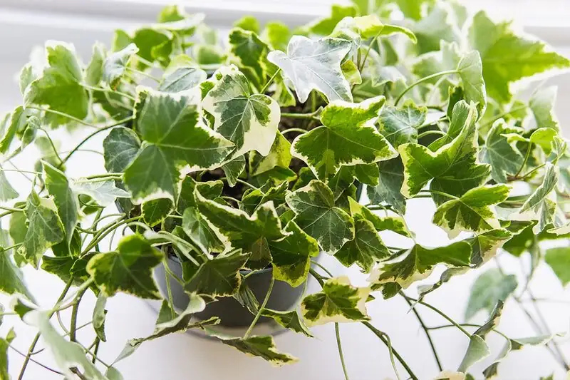 english ivy variegated leaves close-up