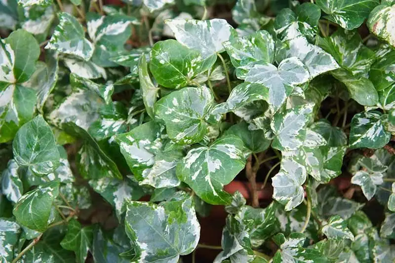 english ivy pruning scissors indoors