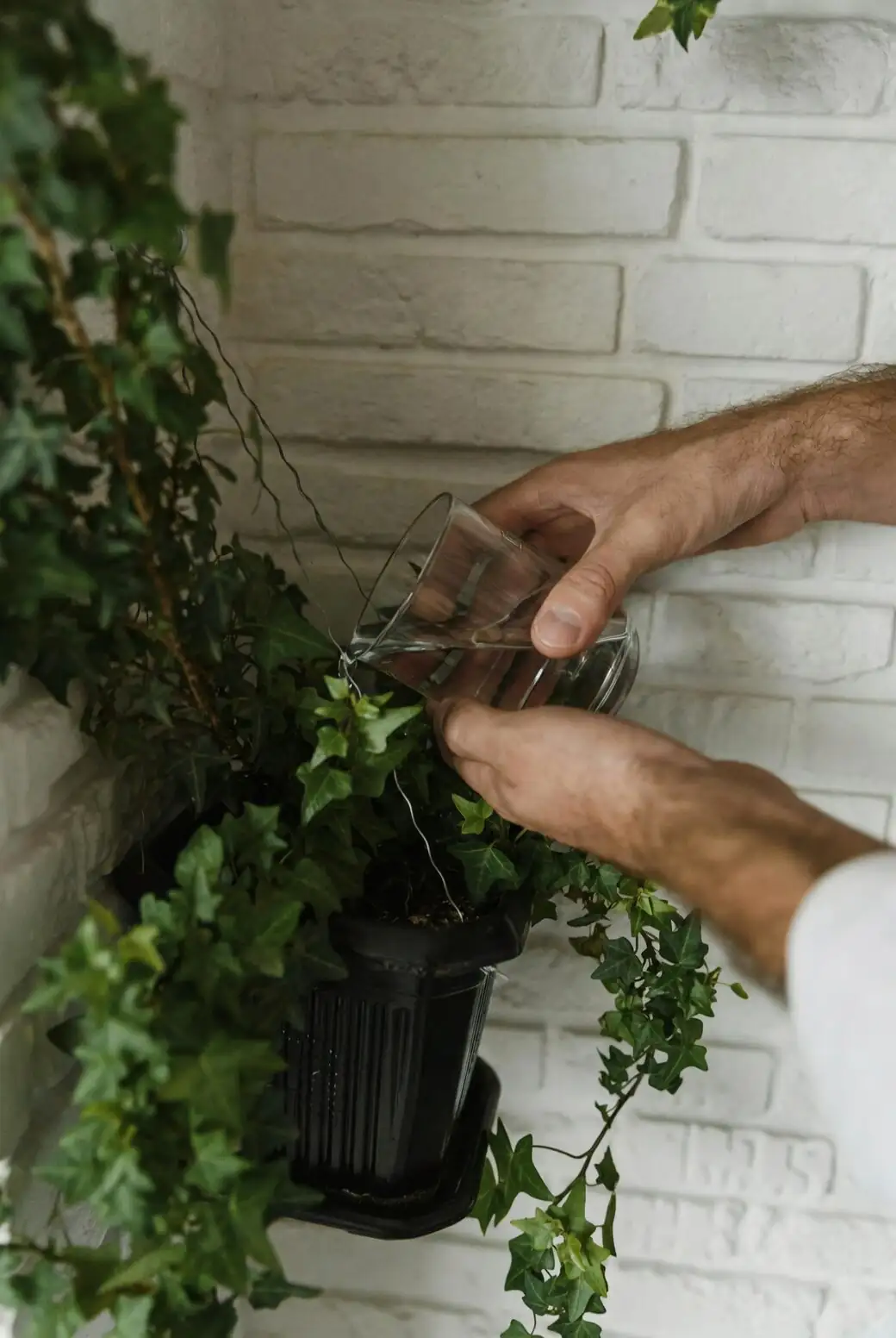 English ivy watering can indoor