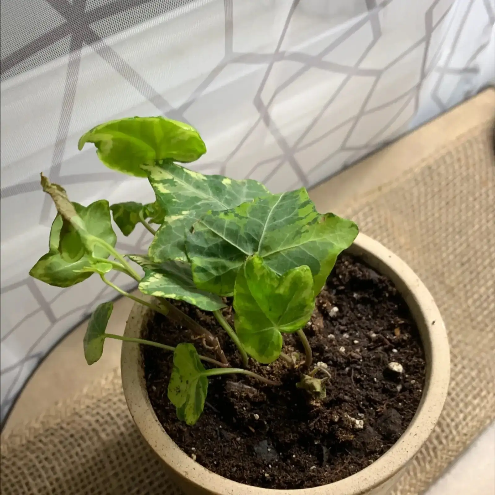 english ivy root rot brown roots