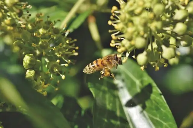 English ivy flowers with bee