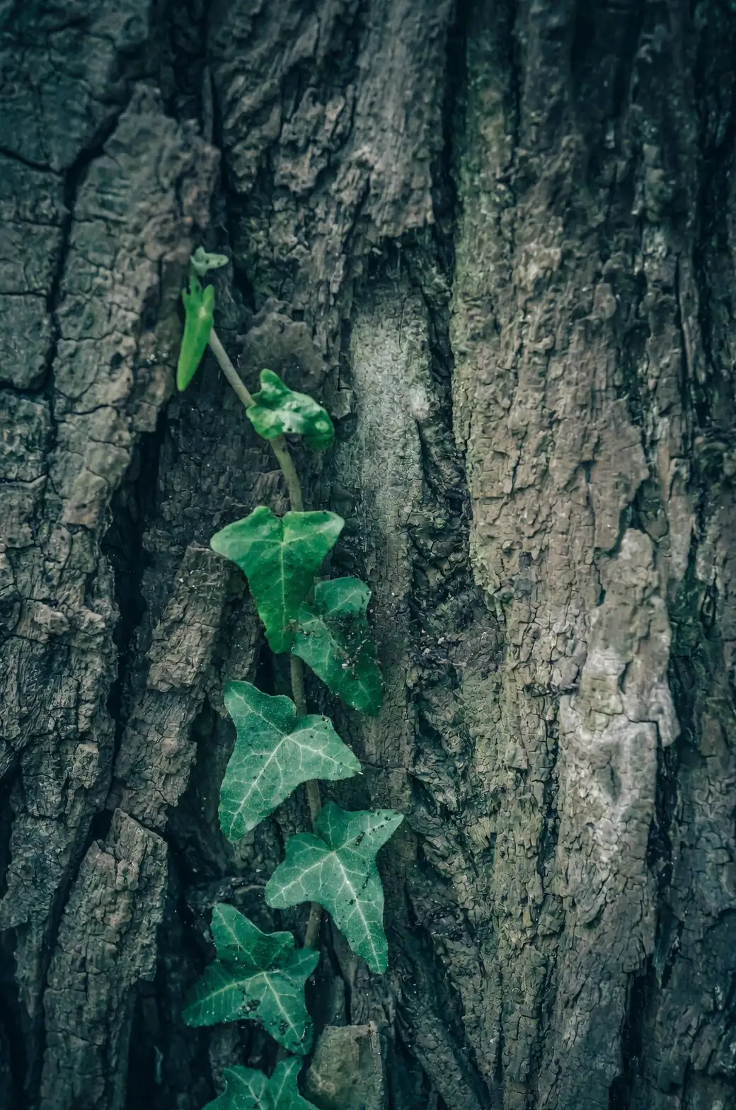 english ivy wreath bacchus statue
