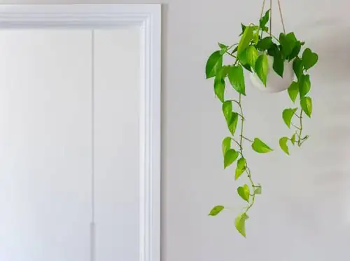 english ivy doorway divider