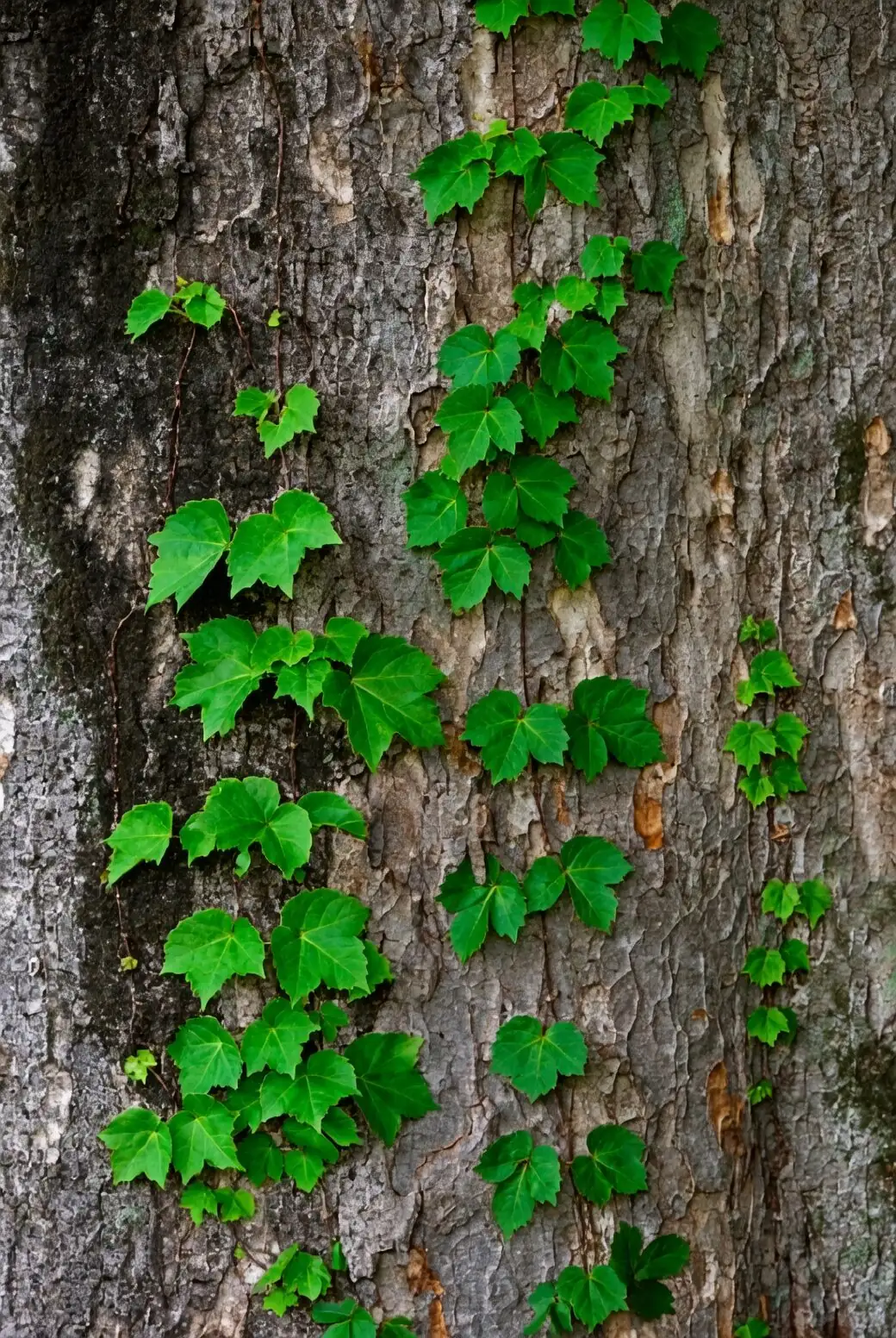 english ivy pruning hands
