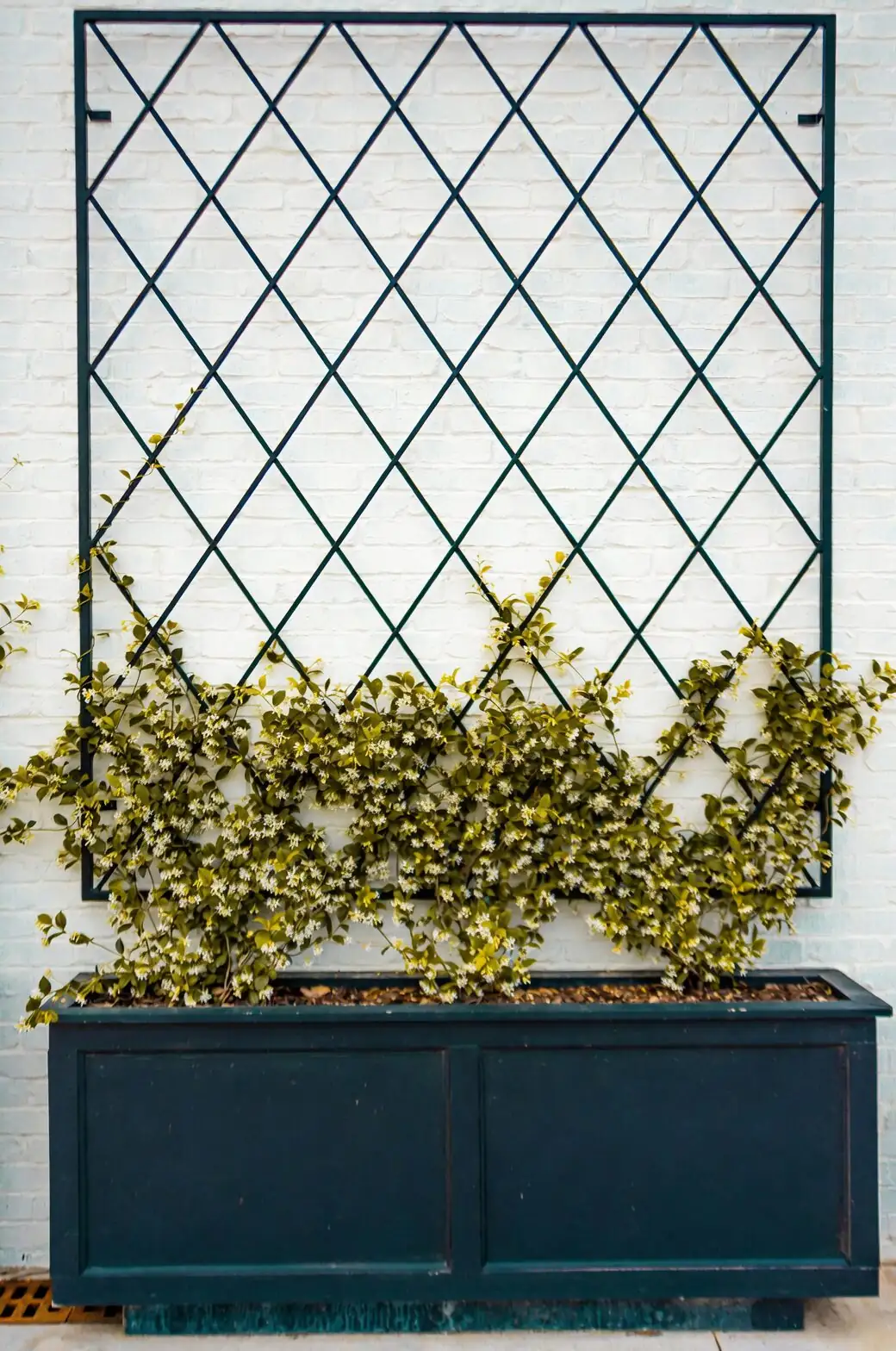 English ivy pot trellis balcony