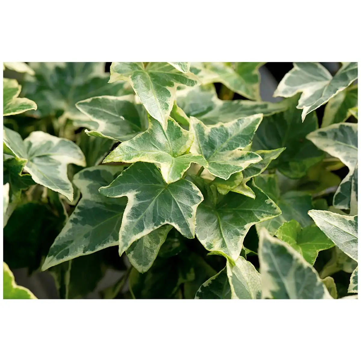 hedera helix variegated leaf close-up