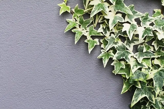 english ivy window bright indirect light
