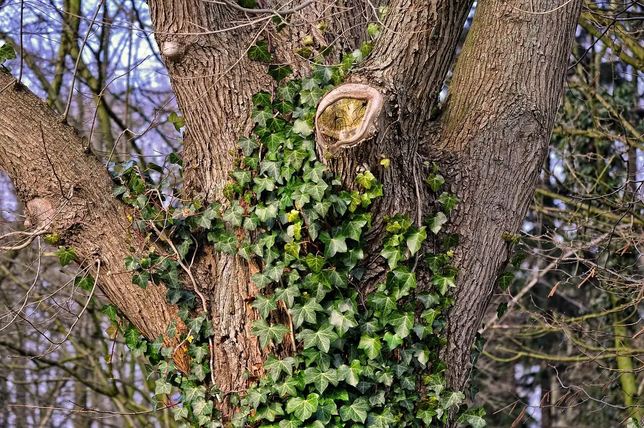 english ivy aerial roots close-up