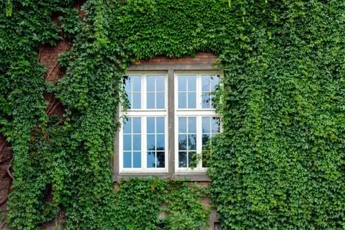 english ivy shading sunny facade