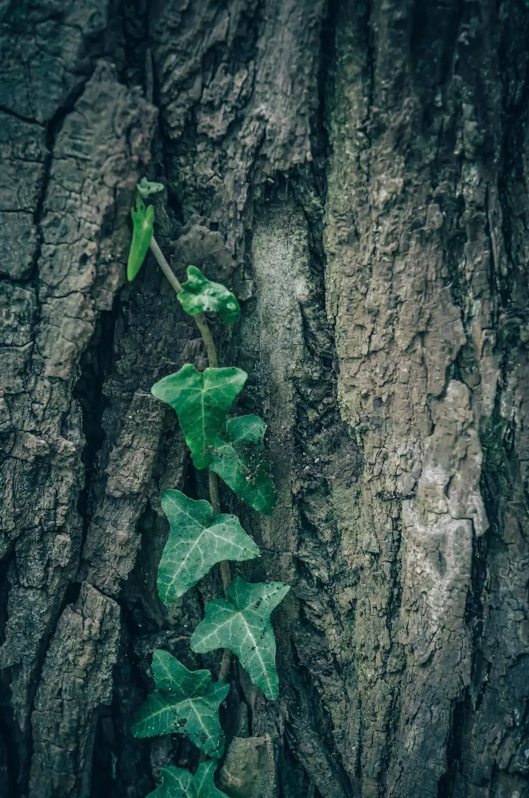 english ivy on cable trellis