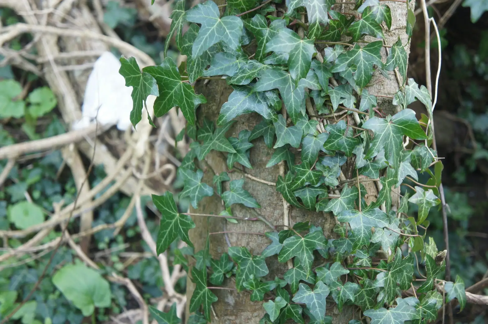 english ivy berries close-up