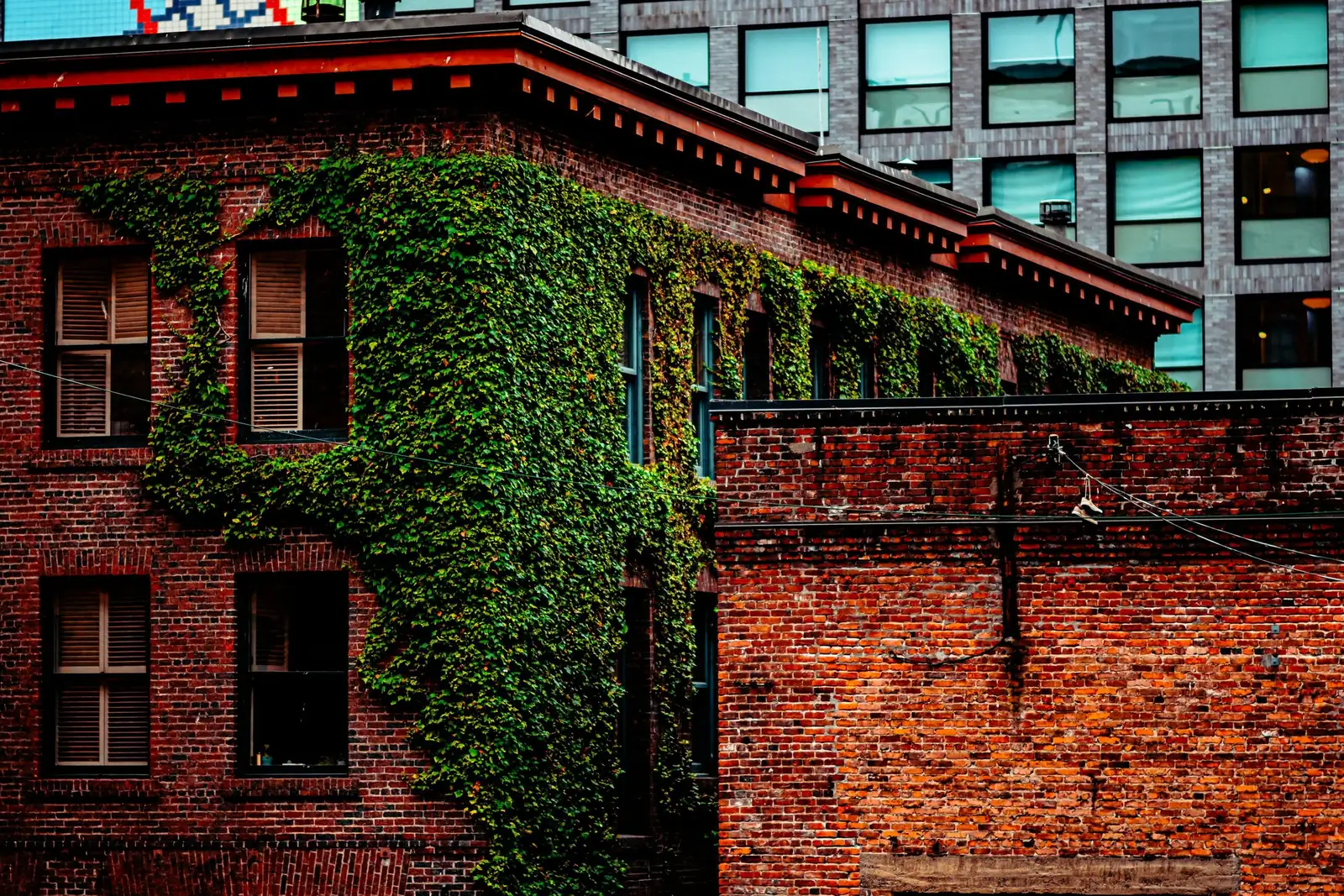 english ivy climbing brick wall