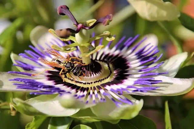 Keep the Velvet Glowing: The No‑Mist Care Plan for Purple Passion Plant