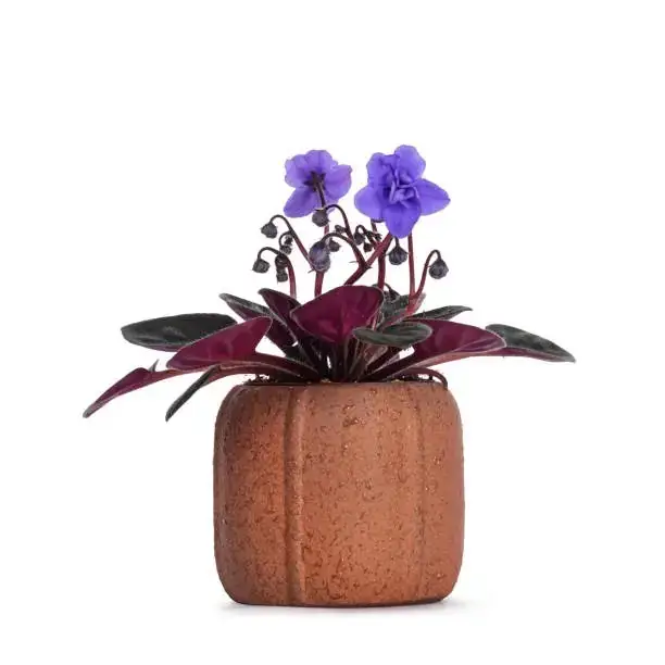 purple passion plant bottom watering pot