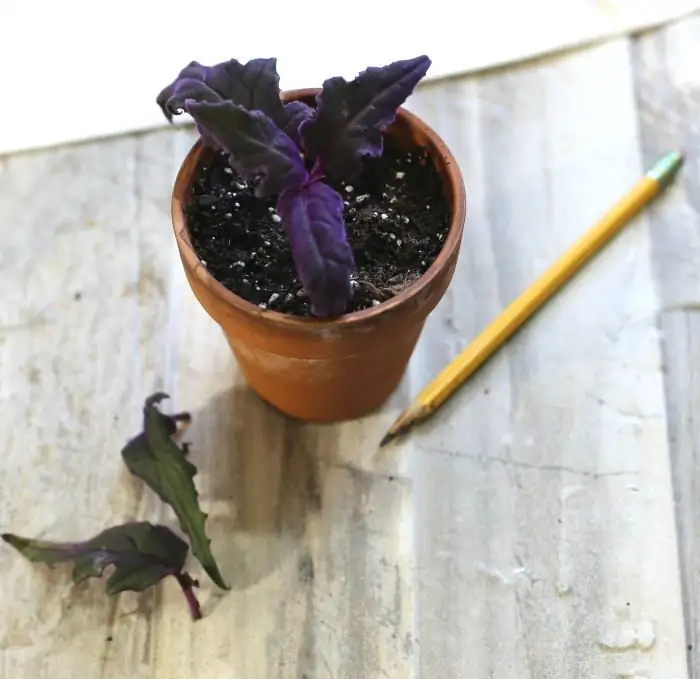 purple passion plant repotting hands soil