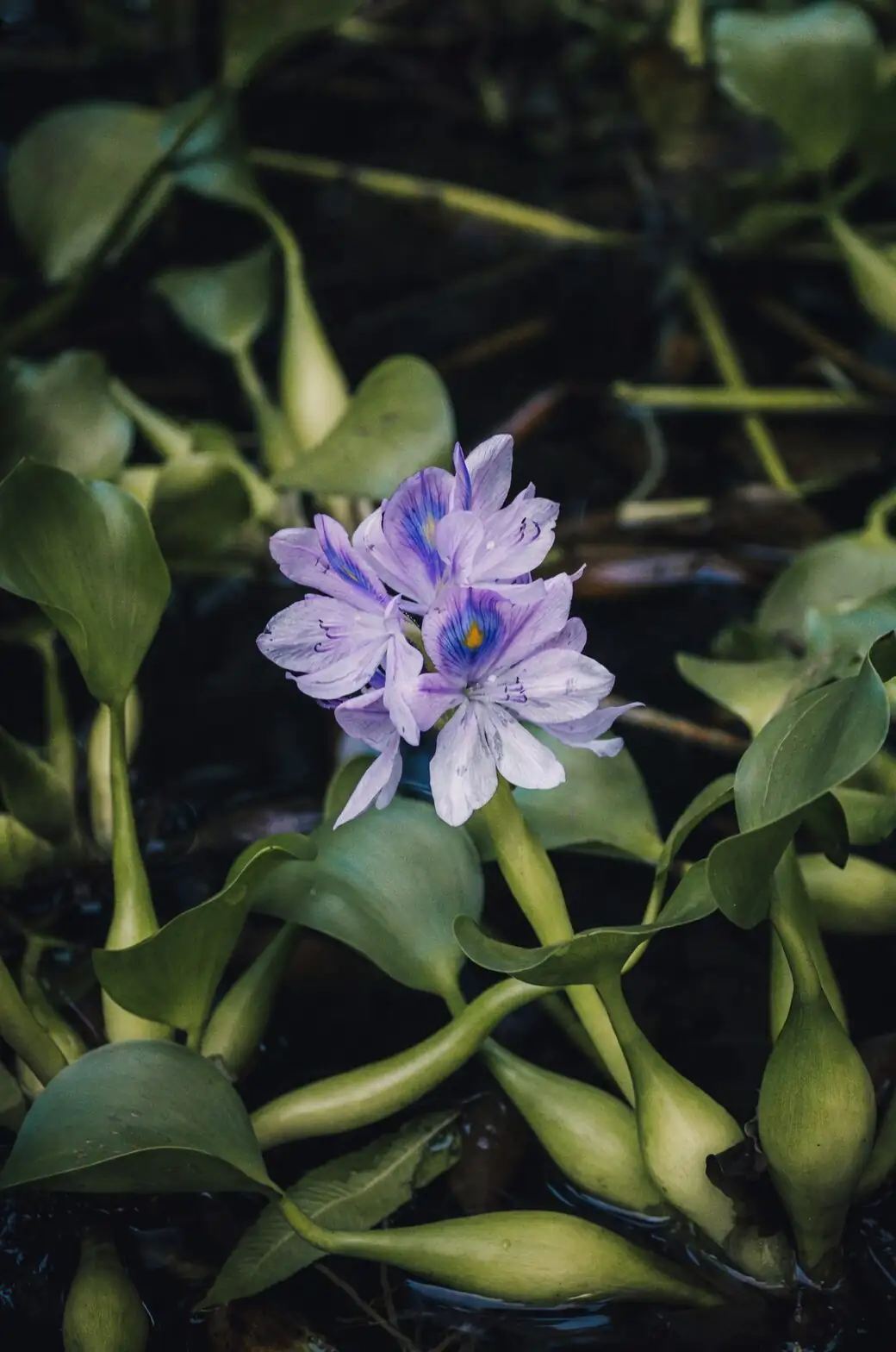 purple passion plant cuttings in water