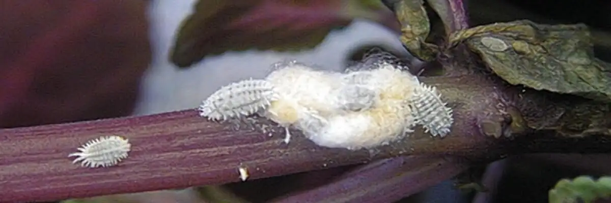 purple passion plant mealybugs alcohol swab